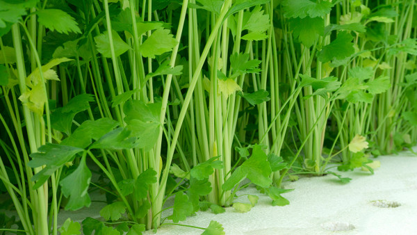 雨水节气摄生吃什么食疗呢？